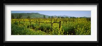 Wild mustard in a vineyard, Napa Valley, California Fine Art Print