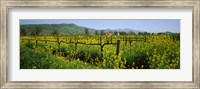 Wild mustard in a vineyard, Napa Valley, California Fine Art Print