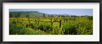 Wild mustard in a vineyard, Napa Valley, California Fine Art Print
