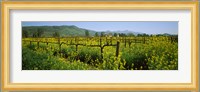 Wild mustard in a vineyard, Napa Valley, California Fine Art Print