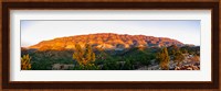 Trees on a hill, Flinders Ranges, Hawker, South Australia, Australia Fine Art Print