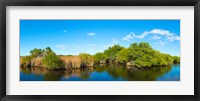 Reflection of trees in a lake, Big Cypress Swamp National Preserve, Florida, USA Fine Art Print