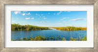 Reed at riverside, Big Cypress Swamp National Preserve, Florida, USA Fine Art Print