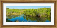 Reflection of trees in a lake, Everglades National Park, Florida Fine Art Print