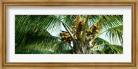 Coconuts on a palm tree, Varadero, Matanzas Province, Cuba Fine Art Print