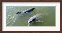 Dolphins in the sea, Varadero, Matanzas Province, Cuba Fine Art Print