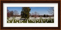 Headstones in a cemetery, Arlington National Cemetery, Arlington, Virginia, USA Fine Art Print