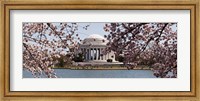 Cherry Blossom trees in the Tidal Basin with the Jefferson Memorial in the background, Washington DC Fine Art Print