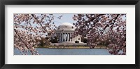 Cherry Blossom trees in the Tidal Basin with the Jefferson Memorial in the background, Washington DC Fine Art Print