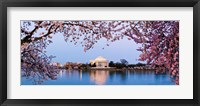 Cherry Blossom tree with a memorial in the background, Jefferson Memorial, Washington DC, USA Fine Art Print