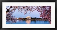 Cherry Blossom tree with a memorial in the background, Jefferson Memorial, Washington DC, USA Fine Art Print