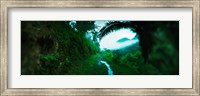 Trail through a rainforest, Cayo District, Belize Fine Art Print