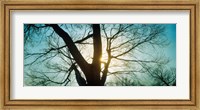 Sunlight shining through a bare tree, Prospect Park, Brooklyn, Manhattan, New York City, New York State, USA Fine Art Print