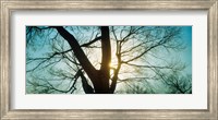 Sunlight shining through a bare tree, Prospect Park, Brooklyn, Manhattan, New York City, New York State, USA Fine Art Print