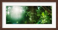 Sunbeams shining through trees in a forest, Parque Lage, Jardim Botanico, Corcovado, Rio de Janeiro, Brazil Fine Art Print
