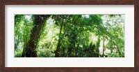 Subtropical forest of Parque Lage, Jardim Botanico, Corcovado, Rio de Janeiro, Brazil Fine Art Print