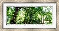 Subtropical forest of Parque Lage, Jardim Botanico, Corcovado, Rio de Janeiro, Brazil Fine Art Print