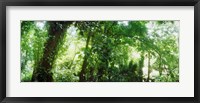 Subtropical forest of Parque Lage, Jardim Botanico, Corcovado, Rio de Janeiro, Brazil Fine Art Print