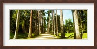 Trees both sides of a garden path, Jardim Botanico, Zona Sul, Rio de Janeiro, Brazil Fine Art Print