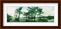 Close up of trees, Gertrude's Nose, Minnewaska State Park, Catskill Mountains, New York State, USA Fine Art Print