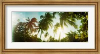 Sunlight shining through the palm trees, Morro De Sao Paulo, Tinhare, Cairu, Bahia, Brazil Fine Art Print