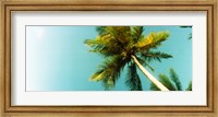 Low angle view of palm tree, Morro De Sao Paulo, Tinhare, Cairu, Bahia, Brazil Fine Art Print
