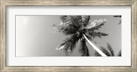 Low angle view of palm trees, Morro De Sao Paulo, Tinhare, Cairu, Bahia, Brazil Fine Art Print