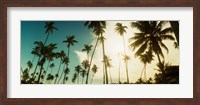 Palm trees along the beach in Morro De Sao Paulo, Tinhare, Cairu, Bahia, Brazil Fine Art Print