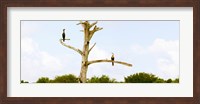 Low angle view of Cormorants (Phalacrocorax carbo) on a tree, Boynton Beach, Florida, USA Fine Art Print