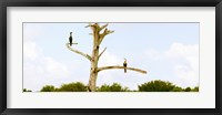 Low angle view of Cormorants (Phalacrocorax carbo) on a tree, Boynton Beach, Florida, USA Fine Art Print