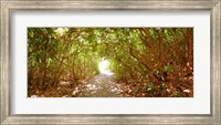 Trees on the entrance of a beach, Delray Beach, Palm Beach County, Florida, USA Fine Art Print