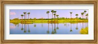Reflection of trees on water, Lake Worth, Palm Beach County, Florida, USA Fine Art Print