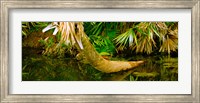 Green Turtle (Chelonia mydas) in a pond, Boynton Beach, Florida, USA Fine Art Print