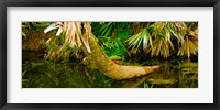 Green Turtle (Chelonia mydas) in a pond, Boynton Beach, Florida, USA Fine Art Print