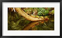 Green Turtles (Chelonia mydas) on a tree overhanging on pond, Boynton Beach, Florida, USA Fine Art Print