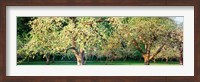 Apple orchard, Quebec, Canada Fine Art Print