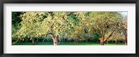 Apple orchard, Quebec, Canada Fine Art Print