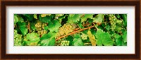 Ripe green grapes on the vine, Quebec, Canada Fine Art Print