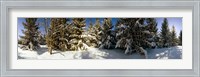 Snow covered pine trees, Quebec, Canada Fine Art Print
