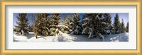 Snow covered pine trees, Quebec, Canada Fine Art Print