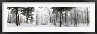 Forest in winter, Quebec, Canada (black and white) Fine Art Print
