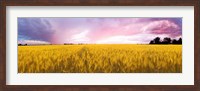 Wheat crop in a field, Saint-Blaise-sur-Richelieu, Quebec, Canada Fine Art Print