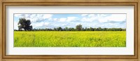 Crop in a field, Saint-Blaise-sur-Richelieu, Quebec, Canada Fine Art Print