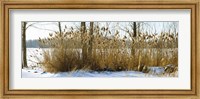 Plants in a snow covered field, Saint-Blaise-sur-Richelieu, Quebec, Canada Fine Art Print