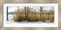Plants in a snow covered field, Saint-Blaise-sur-Richelieu, Quebec, Canada Fine Art Print