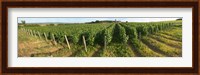 Beaujolais vineyard, Montagny, Saone-Et-Loire, Burgundy, France Fine Art Print