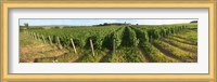 Beaujolais vineyard, Montagny, Saone-Et-Loire, Burgundy, France Fine Art Print