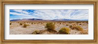 Bushes in a desert, Death Valley, Death Valley National Park, California, USA Fine Art Print