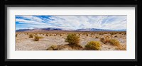 Bushes in a desert, Death Valley, Death Valley National Park, California, USA Fine Art Print
