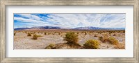 Bushes in a desert, Death Valley, Death Valley National Park, California, USA Fine Art Print